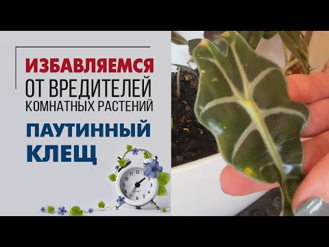 Видео: Паутинный клещ | Как определить, чем заражено растение | Лучшее средство от паутинного клеща