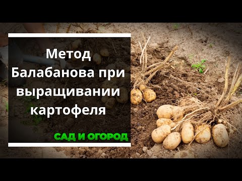 Видео: Метод Балабанова при выращивании картофеля — всегда отменный урожай