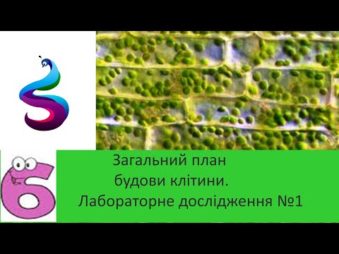 Видео: Загальний план будови клітини. Клітинна мембрана.Лабораторне дослідження №1