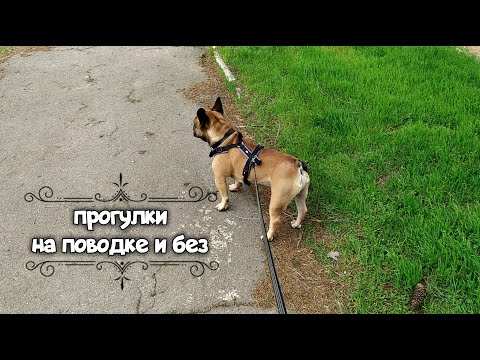 Видео: Прогулки с французским бульдогом на поводке. Приучение щенка к поводку, аксессуары для выгула собаки