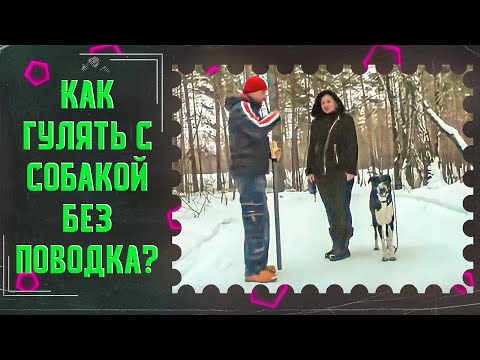 Видео: ФИЛ(Как гулять без поводка и многое другое)