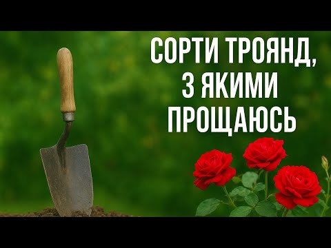 Видео: СОРТИ ТРОЯНД З ЯКИМИ ПРОЩАЮСЬ