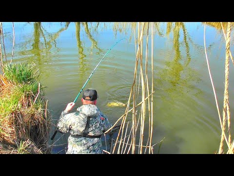 Видео: ОН ЗАТАЩИЛ МЕНЯ В ВОДУ! ЭТА РЕЧУШКА ЗАБИТА РЫБОЙ!