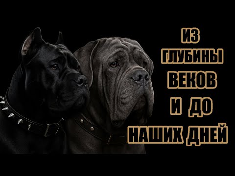 Видео: Кане Корсо и Неаполитанский Мастиф | История, характер, легенды