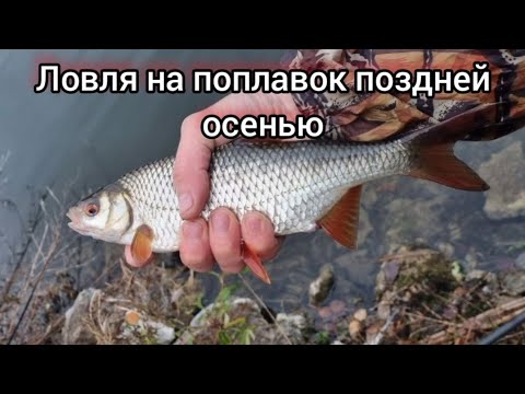 Видео: Рыбалка на поплавок в ноябре. Ловля плотвы осенью на карьере