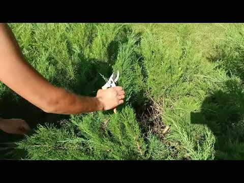 Видео: МОЖЖЕВЕЛЬНИК КАЗАЦКИЙ. УХОД И ОБРЕЗКА.