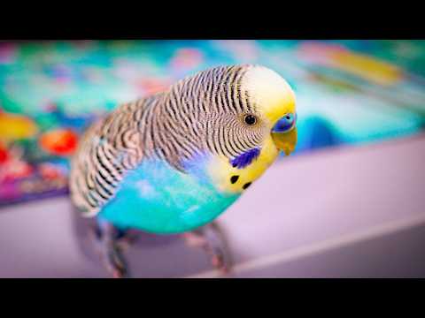 Видео: Худший несчастный случай с моим волнистым попугайчиком 💔 Борюсь за его жизнь