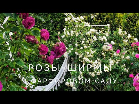 Видео: Розы-стены, Розы-ширмы в фарфоровом саду