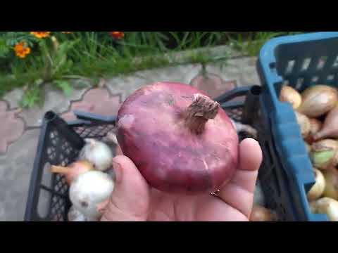 Видео: Рассадный лук удался! 🧅🧅🧅🧅🧅