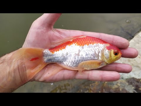 Видео: Картошка для карася.Herabunа(ч.1)