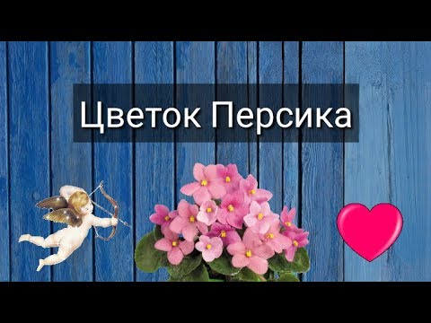 Видео: ЦВЕТОК ПЕРСИКА