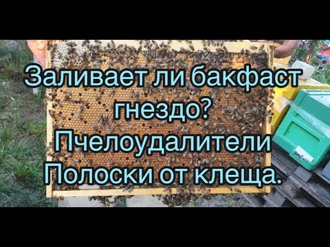 Видео: Заливает ли Бакфаст гнездо ? Пчелоудалители , полоски