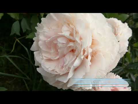 Видео: Коллекция Лемуана. Collection Lemoine