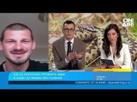 Видео: Какво да правим при среща със змия и как да различим смоците от пепелянките?