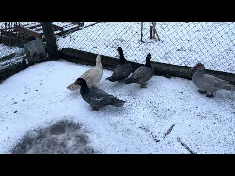 Видео: Мускусные утки в Новом году