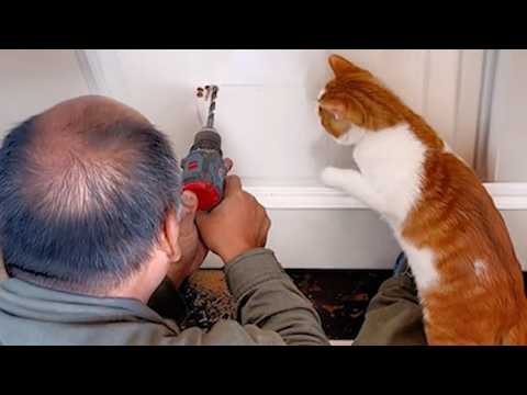 Видео: Когда ваш кот становится вашим наставником 😼