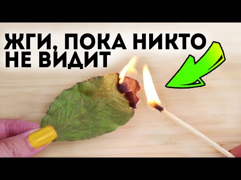 Видео: Повторюсь! 91% людей не знают, что лавровый лист способен запустить необратимый процесс в теле