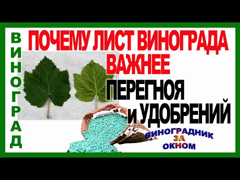 Видео: 🍇 Не ошибись в выборе!!! Почему листья на винограде важнее тонны навоза и удобрений. Фотосинтез.