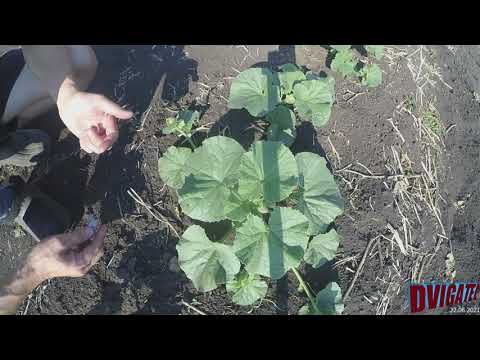 Видео: Прищипывание дынь и несколько простых правил выращивания