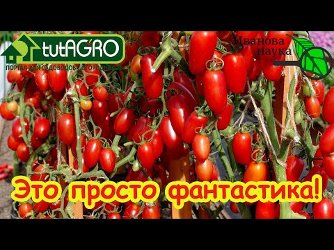 Видео: ВЫ НИКОГДА НЕ ЕЛИ ТАКИЕ ТОМАТЫ!!! С этими томатами вы поймете, что такое настоящий вкусный помидор!