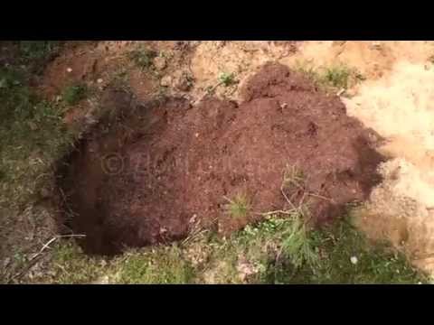 Видео: Перенос муравейника с участка в лес