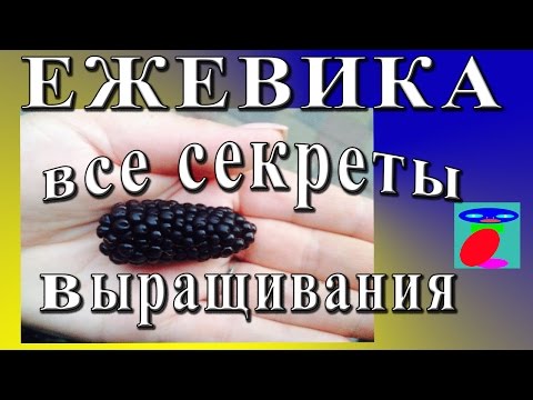 Видео: Ежевика. Описание. Посадка и уход.