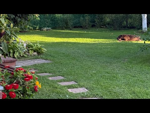 Видео: Весь август. Холодное начало погубило томаты. Корчуем, пересаживаем, собираем урожай.