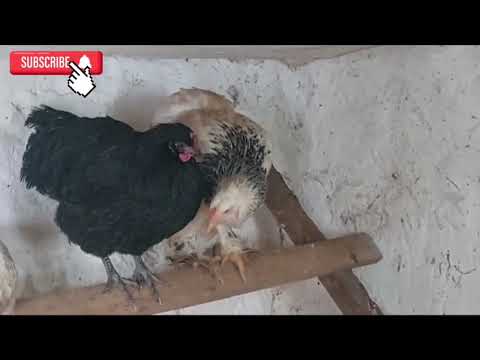 Видео: Голошейка Әтештерді жойдым. Индоуткадан бірінші жұмыртқа.