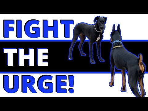 Видео: Контроль импульсов: ваше секретное оружие! Развивайте дисциплину, чтобы справиться с реактивность...