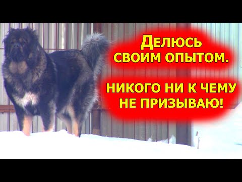 Видео: Кавказские овчарки правильное питание