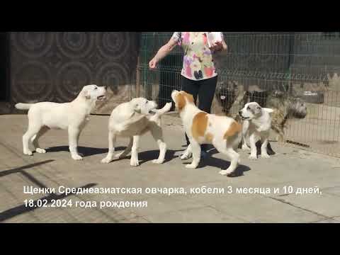 Видео: Щенки Среднеазиатской овчарки, алабаи. Щенкам на видео 3,5 месяца.  +79262205603 Татьяна Ягодкина