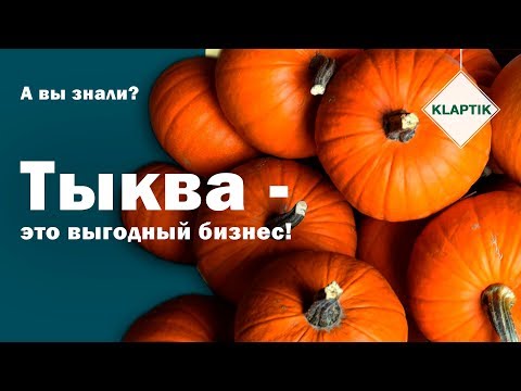 Видео: Бизнес на выращивании тыквы