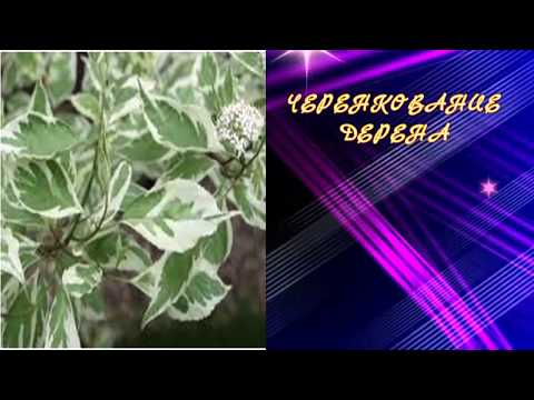 Видео: ЧЕРЕНКОВАНИЕ ДЁРЕНА