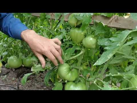 Видео: Не перестарайтесь со стрижкой томатов, листья и корень это единый организм.