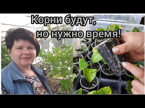 Видео: Табернемонтана.  Результаты укоренения.