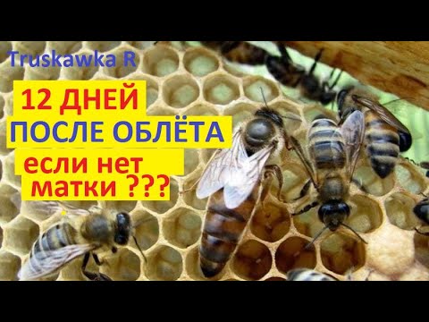 Видео: Если весной не стало матки, что делать? Частые осмотры пчёл на пасеке. Можно или не желательно?