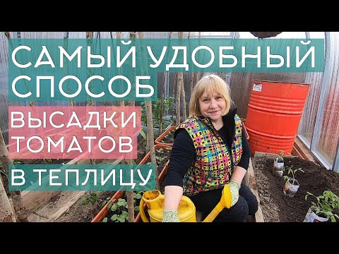 Видео: Высадка томатов в теплицу: самый удобный способ, пошаговая инструкция, советы опытным огородникам