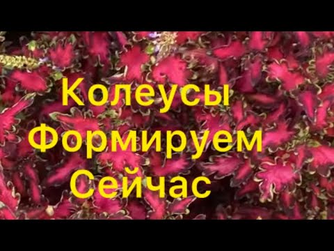 Видео: Колеусы высажены - что делать дальше