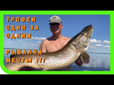 Видео: Вот это настоящая трофейная рыбалка
