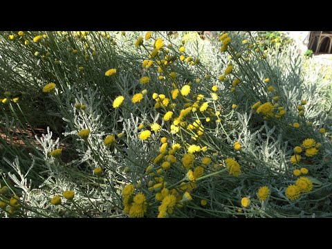 Видео: Епизод 71. За билките.