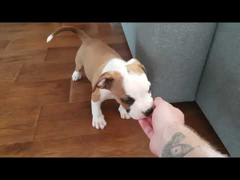 Видео: Купили щенка породы Амстафф. У Рокки новый дом. Чем кормить щенка?