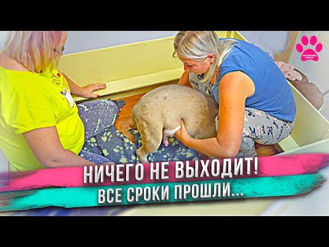 Видео: Похоже, что уже поздно... Щенок не двигается? Попытка принять роды у собаки дома обернулась фиаско!