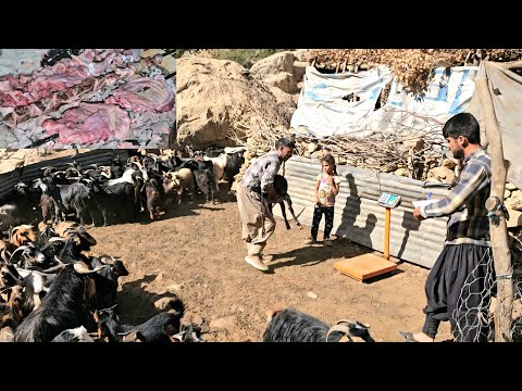 Видео: Настоящая жизнь иранских кочевников | Покупка овец и коз на лоне природы с семьёй г-на Юсефа
