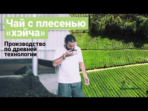 Видео: Как делают "черный чай" в Аньхуа, провинция Хунань. 安化黑茶