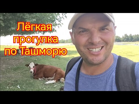 Видео: Лёгкая прогулка по Ташморю улица Проектная улица Навои улица Набережная