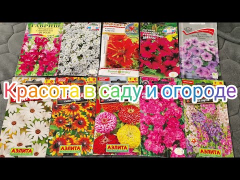 Видео: САМЫЕ КРАСИВЫЕ ЦВЕТЫ ДЛЯ САДА! ОБЗОР ЛУЧШИХ СЕМЯН НА 2025 ГОД. Ожидания и реальность.