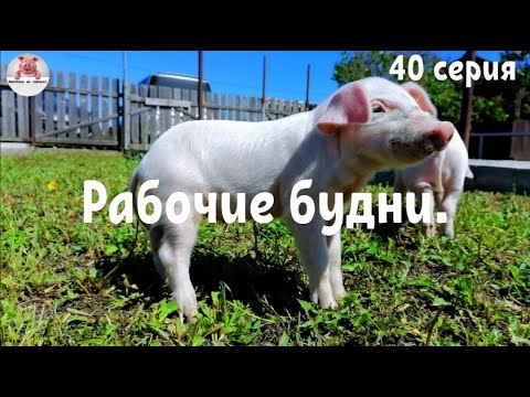 Видео: Миллион на свиньях.Как мы мясо продавали.