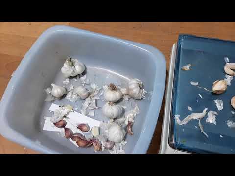 Видео: Сорта чеснока для хранения. Испытуем новый сорт.