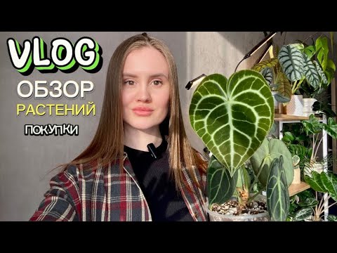 Видео: Влог, ОБЗОР РАСТЕНИЙ, покупки горшков, растений💚