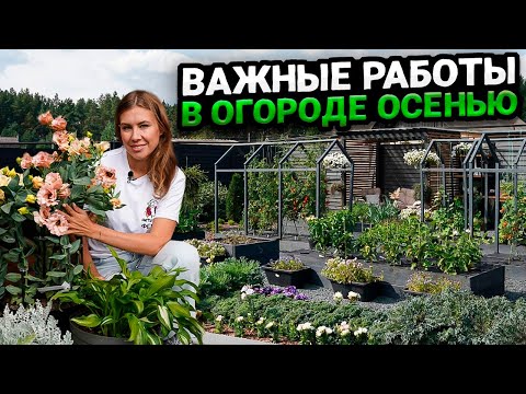 Видео: ОБРАБОТКА ПОЧВЫ В ОГОРОДЕ ОСЕНЬЮ, ЧТОБЫ БЫЛ БОЛЬШОЙ УРОЖАЙ БЕЗ БОЛЕЗНЕЙ